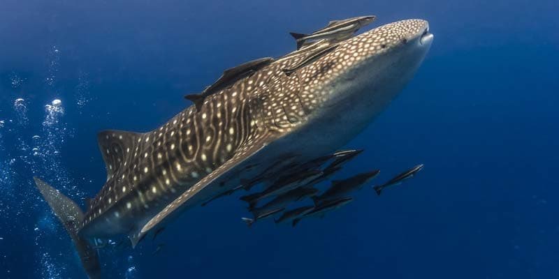 DeathBay of Los Angeles